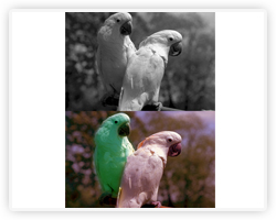 Photoshop Black and White to Color Image